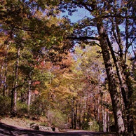 Ash Grove in Autumn